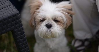 maxime pet sitter à NIMES 30000_4