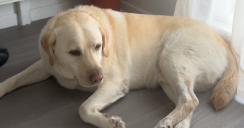 hanna pet sitter à PLAISIR 78370_4