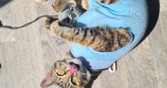 kenza pet sitter à LES ULIS 91940_11