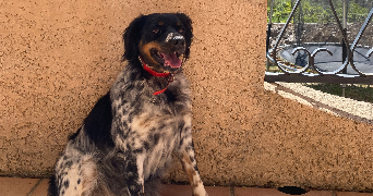 clara pet sitter à Toulouse 31000_1