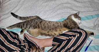 orane pet sitter à BORDEAUX 33000_3