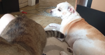 clémentine pet sitter à REIMS 51100_1