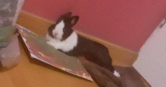 ruby pet sitter à REALMONT 81120_10