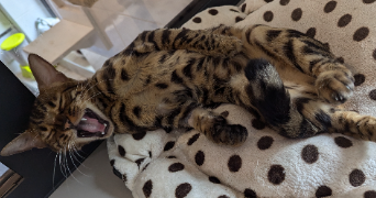 malou pet sitter à ELANCOURT 78990_6