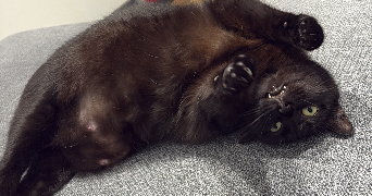 clara pet sitter à VILLIEU LOYES MOLLON 01800_5