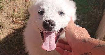 Gloria  pet sitter à Chatillon d\'Azergues  69380_5
