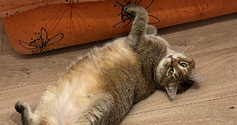 léa pet sitter à IFFENDIC 35750_3