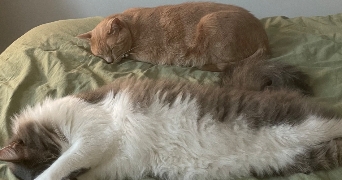 lilou pet sitter à BRON 69500_1