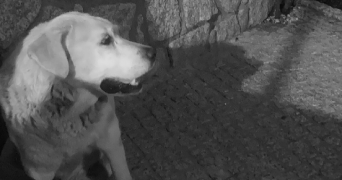 tatiana pet sitter à CHARTRES 28000_7