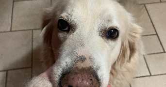 chloé pet sitter à Villenave d'ornon 33140_3