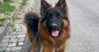 lola pet sitter à ST GENIS LES OLLIERES 69290_8