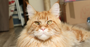 clothilde pet sitter à CHAMPGENETEUX 53160_2