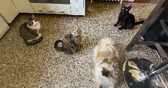 axelle pet sitter à BOIS GUILLAUME 76230_6