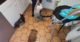 louise pet sitter à MONTREUIL 93100_6