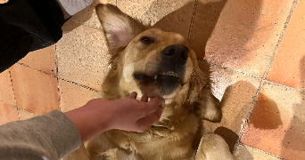 elodie pet sitter à SOULLANS 85300_1