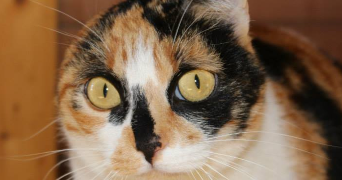 Virginie pet sitter à Chaillé-sous-les-Ormeaux 85310_1