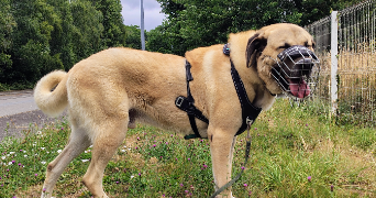 zoe pet sitter à MORTAIN BOCAGE 50140_1