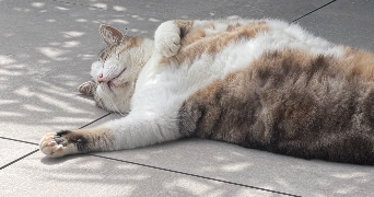 claire pet sitter à HAGUENAU 67500_2