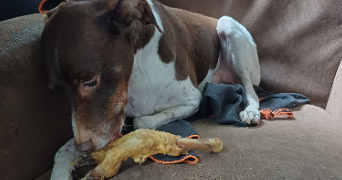 caroline pet sitter à NEUILLY SUR SEINE 92200_1