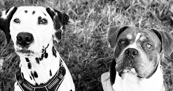 laura pet sitter à THIVIERS 24800_1