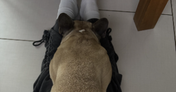 eléonor pet sitter à LYON 08 69008_1