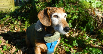 alexane pet sitter à PLOUFRAGAN 22440_1