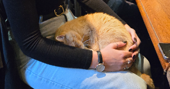 héloïse pet sitter à ANDRESY 78570_2