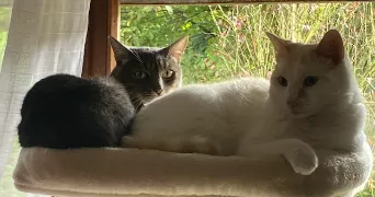 estelle pet sitter à LE CHESNAY ROCQUENCOURT 78150