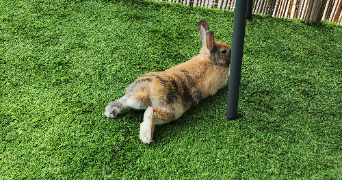 jessica pet sitter à BOUSBECQUE 59166_1