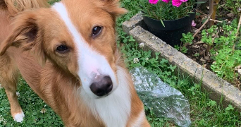 léna pet sitter à QUINCY SOUS SENART 91480_2