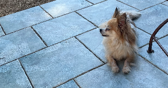 aela pet sitter à GARDANNE 13120_2