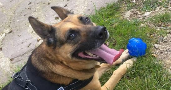 elodie pet sitter à BONNEVAL 28800_7