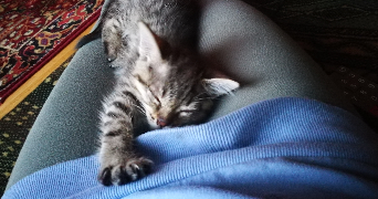 mélanie  pet sitter à HUTTENHEIM 67230_5