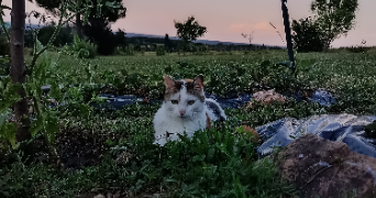 félicia pet sitter à ARNAS 69400_2