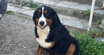 shanna pet sitter à ACHERES 78260_4