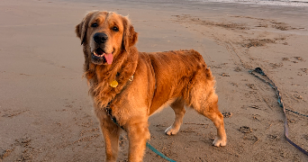 gabrielle pet sitter à GEVEZE 35850_1