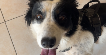 lauriane pet sitter à VILLEFRANCHE DE LAURAGAIS 31290_1