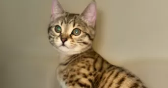 daurian cat sitter à VILLENEUVE ST GEORGES 94190
