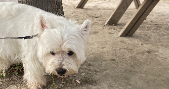 mathilde dog sitter à NIMES 30000_7