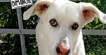 malika pet sitter à LE COLLET DE DEZE 48160_4
