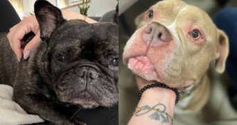 anne pet sitter à BORDEAUX 33800_1