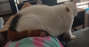emilie pet sitter à LIVRY GARGAN 93190_4