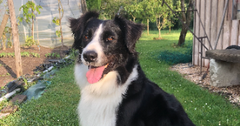 lise pet sitter à GENNES VAL DE LOIRE 49350_1