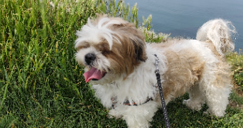 stéphanie pet sitter à PONTAULT COMBAULT 77340_2
