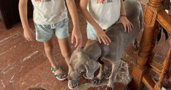 lirika pet sitter à GRESY SUR AIX 73100_5