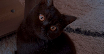 flavie pet sitter à GUIPAVAS 29490_0