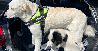 benjamin pet sitter à BORDEAUX 33300_2