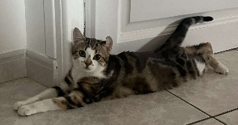 elea pet sitter à FLAVIGNAC 87230_6