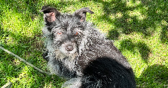 marina dog sitter à RUEIL MALMAISON 92500_5