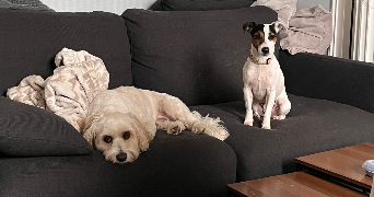 nina pet sitter à BIARRITZ 64200_4